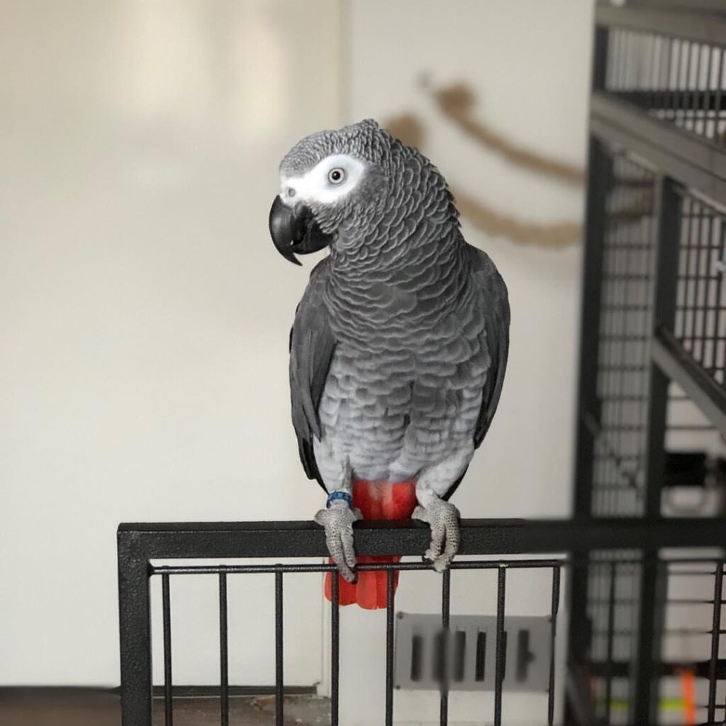 African Grey Parrot For Sale