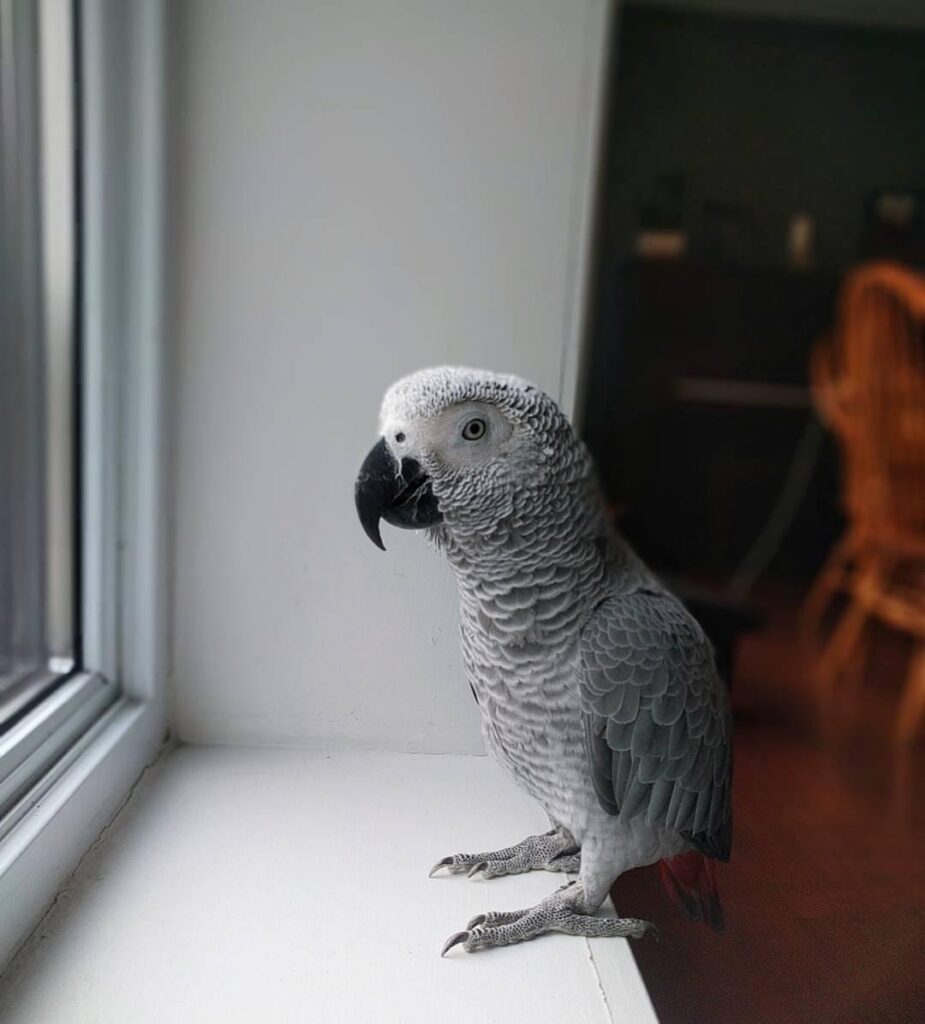African Grey Parrot For Sale
