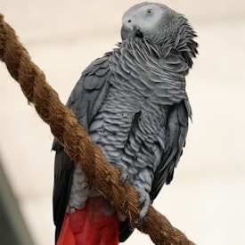 Baby African Grey parrot for sale