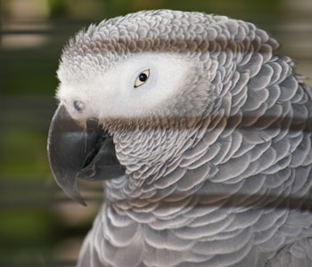 African Grey parrot breeder at Crown Feather Greys