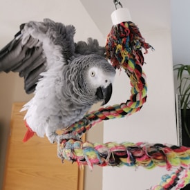 African Grey parrot breeder at Crown Feather Greys