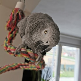 African Grey parrot breeder at Crown Feather Greys