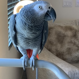 African Grey parrot breeder at Crown Feather Greys