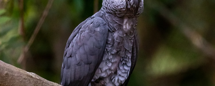 African Grey parrot breeder at Crown Feather Greys